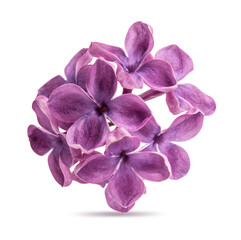 Lilac flover isolated on white background with clipping path