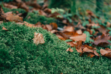 moss on the ground