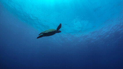 Green sea turtle ascended to the surface to breathe, starting from very deep sea bottom, murky dark blue water. Picture taken during Scuba dive in tropical water