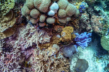 Naklejka na ściany i meble Close up photo of blue tube sponge at the side of densely populated coral reef. Colorful reef colony in tropical sea of Indonesia, Bali. Picture taken during Scuba dive in tropical water