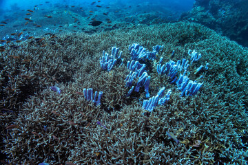 Colony of blue tube sponges grows the middle of densely populated coral reef with elkhorn. Colorful reef colony, lot small fishes. Picture taken during Scuba dive in tropical water of Indonesia, Bali
