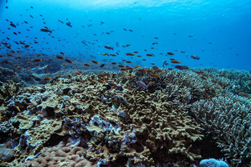 Fototapeta na wymiar Beautiful panorama view over tropical reef in Indonesia populated by many different coral types, both soft and hard. A lot of small fishes. Picture taken during Scuba dive in tropical waters of Bali