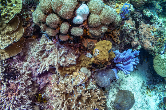 Close up photo of blue tube sponge at the side of densely populated coral reef. Colorful reef colony in tropical sea of Indonesia, Bali. Picture taken during Scuba dive in tropical water
