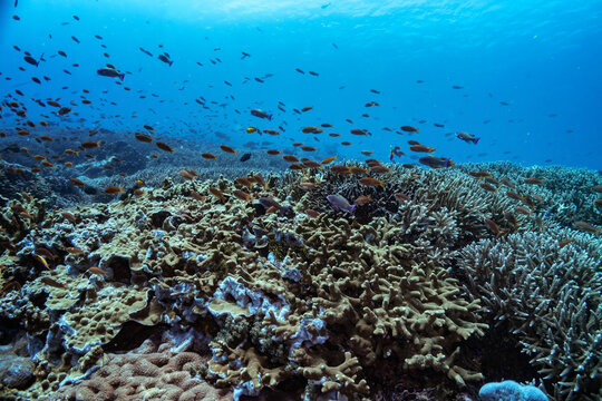 Beautiful panorama view over tropical reef in Indonesia populated by many different coral types, both soft and hard. A lot of small fishes. Picture taken during Scuba dive in tropical waters of Bali