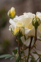 white rose bud