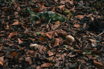 mushrooms in the forest