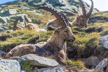 Beautiful Alpine ibex in the snowy mountains of Gran Paradiso National Park, Italy