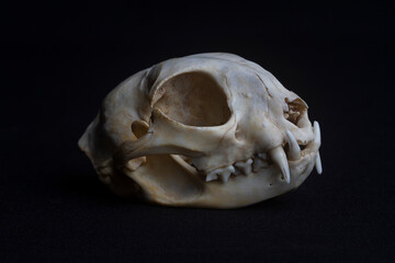 Cougar skull with black background