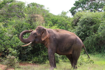 Fototapeta na wymiar Relaxing Elephant