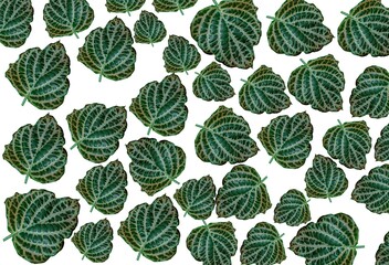 Repeated pattern of a green fittonia leaf with white markings