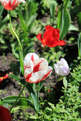 beautiful tulips in the garden of the city park