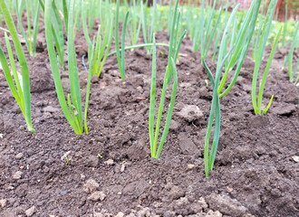 onions grow in the garden. agricultural beds, gardening, green leaves.
