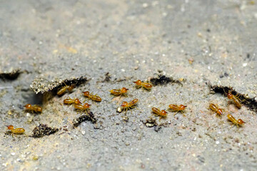 Group of the small termite, Termites are social creatures that damage people's wooden houses because they eat wood,