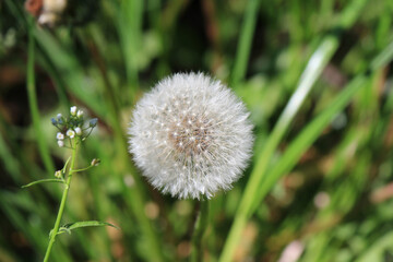 fluffy faded dandelion on a green background