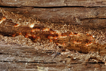 Termite Workers,  Small termites, Termites workers repairing a tunnel. Selective focus.