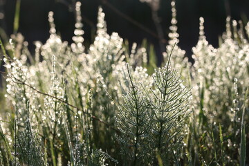 Small drops of morning dew lit by the sun on field plants