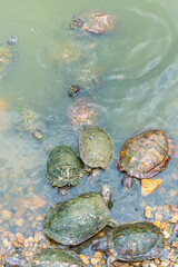Group of Chrysemys Picta, or painted turtle, in Singapore Botanic Gardens