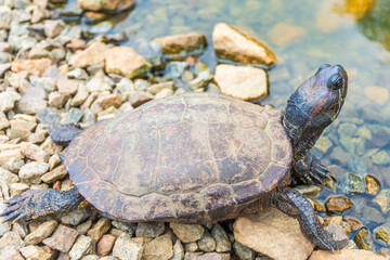 Fototapeta premium Chrysemys Picta, or painted turtle, in Singapore Botanic Gardens