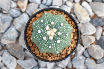 Obraz na płótnie Canvas top view of astrophytum asterias is species of cactus plant in flowerpot