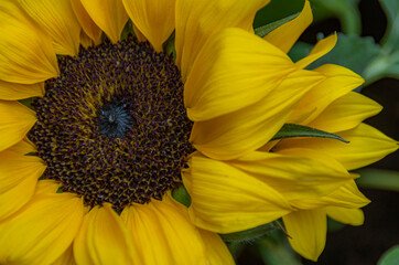 sunflower and bee