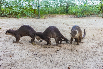 Wild otter in Gardens by the Bay, Singapore