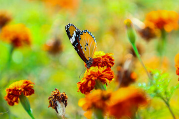 Obraz premium butterfly on a flower