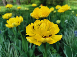 Obraz premium Yellow terry multi-petalled tulip. The festival of tulips on Elagin Island in St. Petersburg.