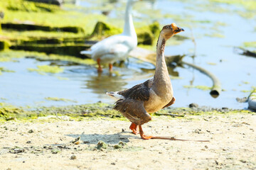 Naklejka na ściany i meble goose on the bank of lake