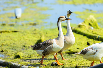 two geese on the grass