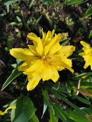 Yellow needle-shaped multi-petalled tulip. Top view. The festival of tulips on Elagin Island in St. Petersburg.
