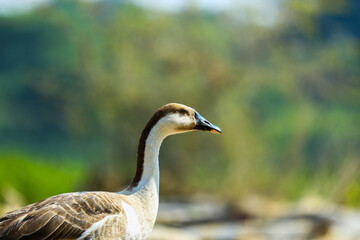 goose on the meadow