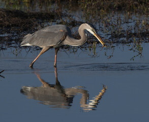 great blue heron (Ardea herodias) with tadpole in it beak, blue sky and bird reflection in water