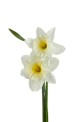 Fototapeta na wymiar Beautiful narcissus flowers isolated on white background, inclusive clipping path.