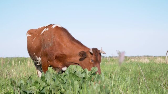 Brown Cash Cow Grazes in a Beautiful Meadow, Eating Green Grass. Farm animal. Producing milk and meat. 4K. Close up.