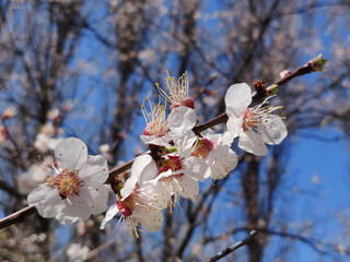 Apricot blossom flowers on the branch in springtime