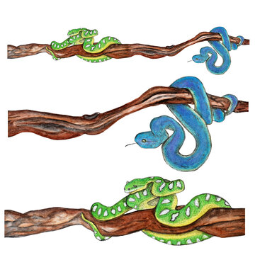 Watercolor banner with blue and green snakes.