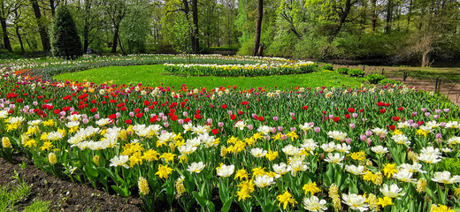 White double tulips with a yellow center on a bed of yellow tulips. The festival of tulips on Elagin Island in St. Petersburg.