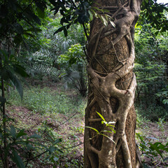 Figuier etrangleur du village de Kuma au coeur de la foret. Togo, Afrique de l'ouest