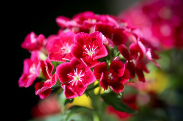 Phlox  flower in a garden