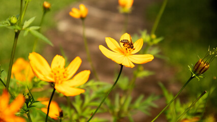 bee on a flower