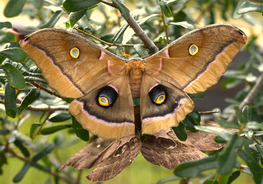 giant moth