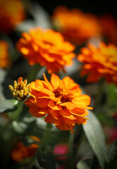 Orange flower in the garden