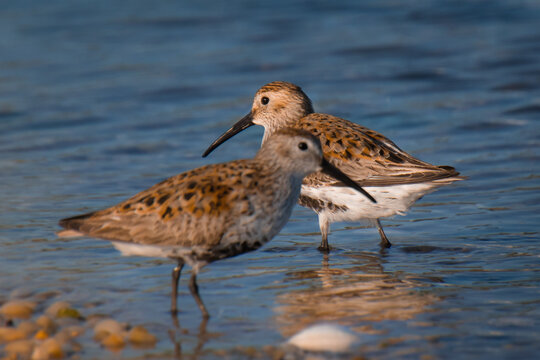 dunlin birds on beach,  Terrell River County Park , Center Moriches, New York