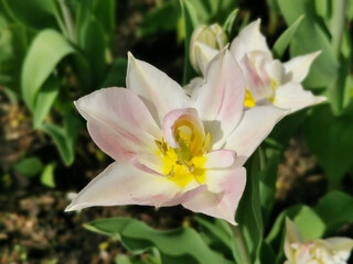 White and pink terry tulip with sharp petals. The festival of tulips on Elagin Island in St. Petersburg..
