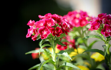 Phlox  flower in a garden