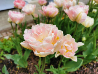 Fototapeta premium White and pink terry tulip among green leaves. The festival of tulips on Elagin Island in St. Petersburg.