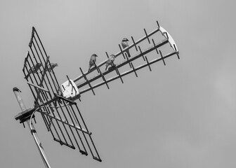 p&aacute;jaros de ciudad