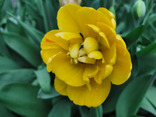 Obraz premium Yellow terry peony-shaped tulip. Top view. The festival of tulips on Elagin Island in St. Petersburg.