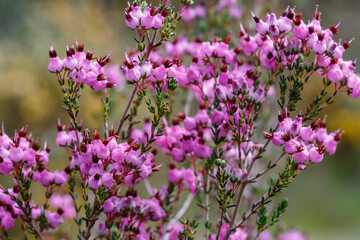 Erica umbellata shrub with its inflorescences in spring.