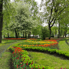 Large flower beds with colorful tulips on a spring day among trees and flowering cherry trees . The festival of tulips on Elagin Island in St. Petersburg.